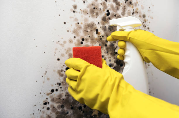 Best Crawl Space Mold Removal  in Samson, AL