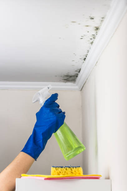 Mold Removal Process in Samson, AL