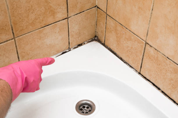 Best Attic Mold Removal  in Samson, AL